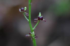 Image result for Liparis nervosa