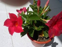 Image result for dipladenie suaveolens obrázek