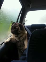 Stevie ray vaughan ~ lookin' out the window. Introspective Pug Know Your Meme