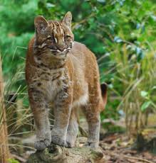 Bnpb mencatat 1.205 bencana alam terjadi dari 1 januari 2021 hingga 30 april 2021. Ini Dia 8 Jenis Kucing Hutan Yang Populer Untuk Dipelihara