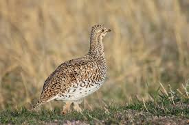 Image result for Phyllanthus taylorianus