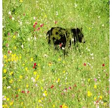 Although it is an some new cultivars, such as 'blue chip', have few seeds or are seedless, making them less able to. Deer Resistant Br Wildflower Seed Mix