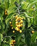 Image result for Allocassine laurifolia