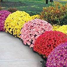 How To Care For Mums And Keep Them Blooming All Year Long Chrysanthemum Seeds Flower Garden Plants Flower Seeds