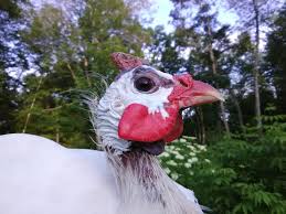 As a general rule, a male animal should be castrated before reaching puberty to avoid unwanted pregnancies. Guinea Fowl Might Be A Good Addition To Your Homestead Hello Homestead