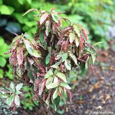 Image result for Acalypha nyasica
