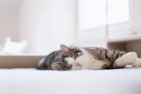 كم ساعة تنام القطط