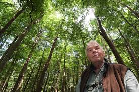 Een fantastische plek in het bos met luxe voorzieningen, hele vriendelijke host en een. Beuken In Broekhuizerlaan In Leersum Gaan Nog Honderd Jaar Mee Wat Een Onzin Utrecht Gelderlander Nl