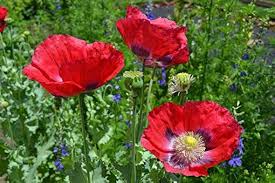 Image result for Poppy Red 1996 AAV