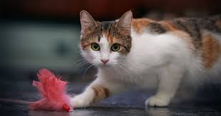 A female cats can become pregnant again essentially right after she gives birth to her litter. 4 Reasons Why You Should Play With Your Cat Right Now Diamond Pet Foods