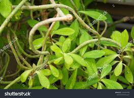 Image result for Euphorbia umbellata