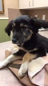 Puppyfinder.com is your source for finding an ideal puppy for sale near las vegas, nevada, usa area. Puppy Bought On Craigslist Becomes Medical Nightmare For Distraught Owner Ksnv