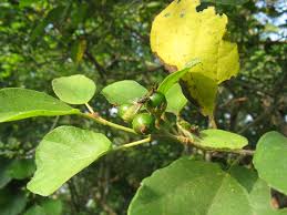 Image result for Cordia monoica