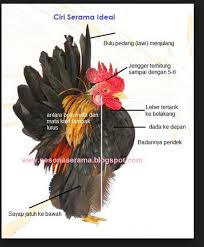 Check spelling or type a new query. Cara Ternak Ayam Serama Belajar