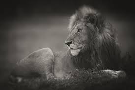 Portraits From A Kingdom I Photograph Lions To Convey Their Magical Qualities Lions Portrait Masai Mara