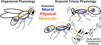See more of cook's pest control, inc. Distributed Physiology And The Molecular Basis Of Social Life In Eusocial Insects Sciencedirect