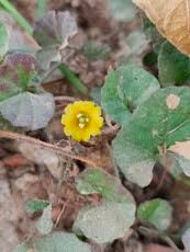 Image result for Merremia emarginata