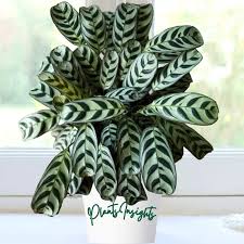 Image result for Ktenante Ctenanthe