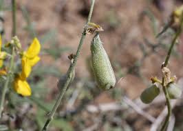 Image result for Crotalaria onobrychis