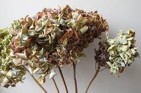 Dried hydrangeas can still retain their original color and shape, making them perfect for preserving and decorating your home. Dried Hydrangea Flower Heads Bouquet Natural Seconds Daisyshop