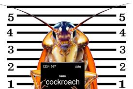 German cockroach, brownbanded cockroach, oriental cockroach, american cockroach, and turkestan cockroach. Roaches Control And Prevention Guide Pest Control Tips