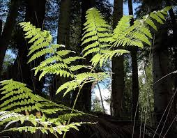 Image result for Pteridium aquilinum