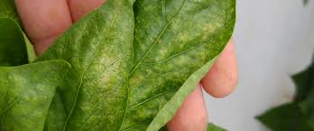 Image result for Onion Thrips