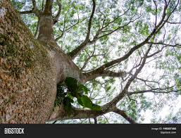 Maybe you would like to learn more about one of these? Guanacaste Tree Image Photo Free Trial Bigstock