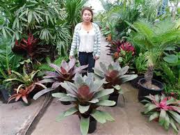 The point is you should be able to find it nearly everywhere, often with environment: Tropical Plants Rainforest Plants That Look Great In The Garden