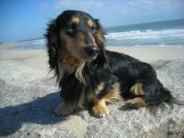 Black And Cream Mini Dachshund Male Dachshunds Dachshund Dog Friends Weenie Dogs