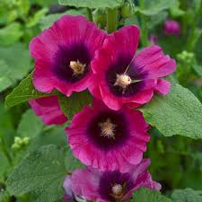 Check spelling or type a new query. Growing Hollyhocks Planting Caring For Hollyhock Flowers Garden Design