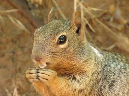 There's no question that flying squirrels are absolutely adorable! Squirrel A Red Squirrel In California Usa Affiliate Red Squirrel Squirrel Usa California Ad Animals Images Animals Squirrel