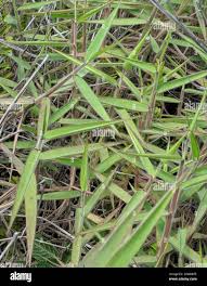 Image result for Melinis minutiflora