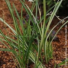 Image result for Chlorophytum macrorrhizum