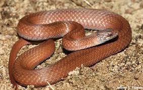 Red Bellied Snake Storeria Occipitomaculata Snake Belly Texas Golf