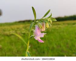 Image result for Ceratotheca sesamoides