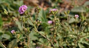 Image result for Boerhavia