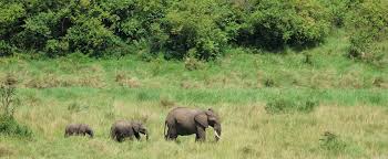 Tanzania Ultimate Safari