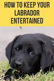 How To Keep A Labrador Entertained In 2020 Labrador Funny Labrador Labrador Puppy Funny