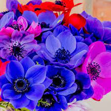Anemone Monarch De Caen Mix Flower Garden Plans Easy To Grow Bulbs Spring Garden