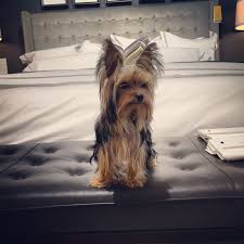 We did not find results for: This Bench Is Way Better Than My Bed Momma Joey The Yorkie Yorkie Furry Friend Pets