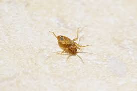 Our goal is complete customer satisfaction. Pest Control Bed Bug Removal Hudson Akron Oh Promise Pest Control