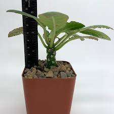 Image result for Dorstenia dinklagei
