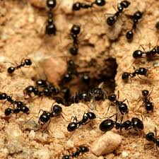 But, their bites don't usually cause big problems unless a person is allergic to them. Ants Signs Symptoms And Prevention