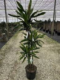 Image result for Dracaena steudneri