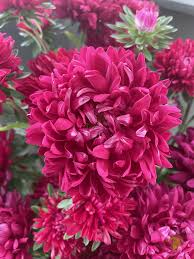 Image result for Melinis macrochaeta