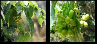 Image result for Tiliacora