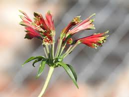 Image result for Alstroemeria pulchella