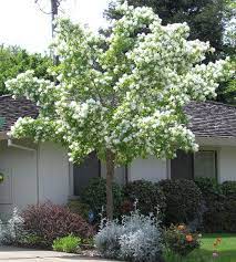 Ufei Selectree Tree Detail Record Chionanthus Retusus Trees For Front Yard Fringe Tree Ornamental Trees
