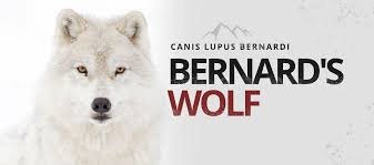 Bernard's Wolf (Canis Lupus Bernardi)